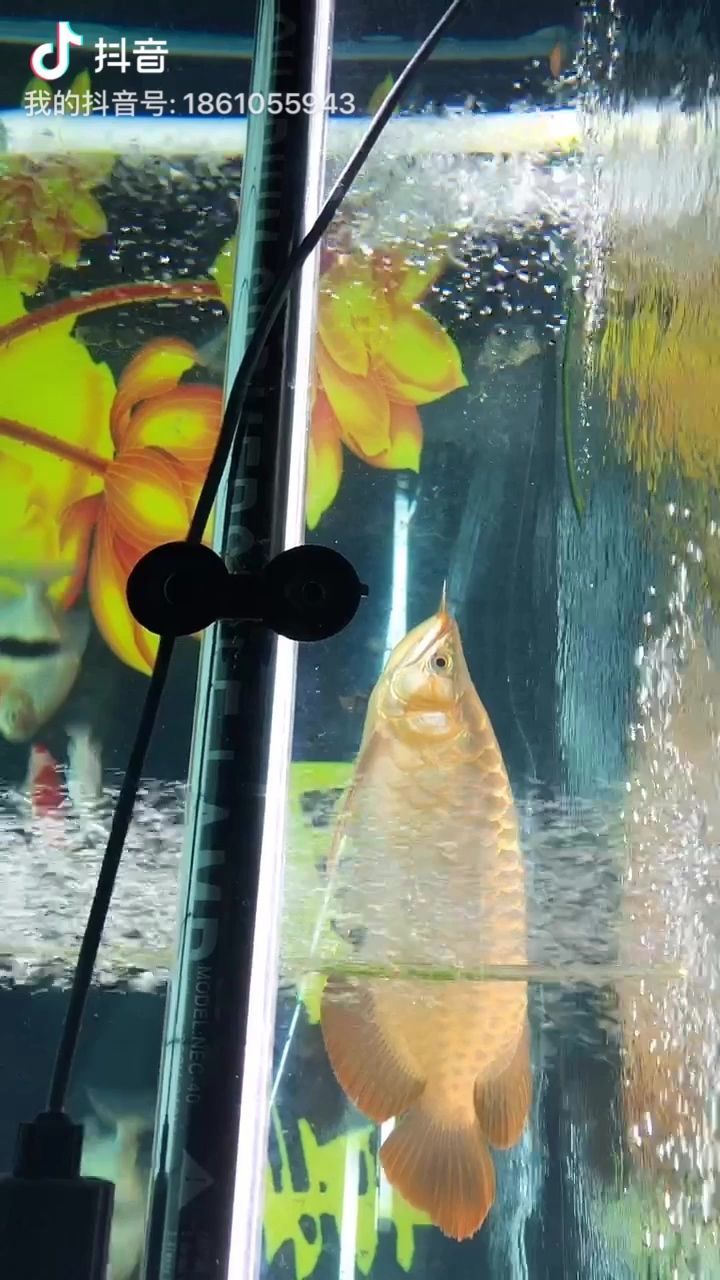 詳細(xì)閱讀:寧波水族館250010001000魚缸里的五龍 寧波水族館250010001000魚缸里的五龍