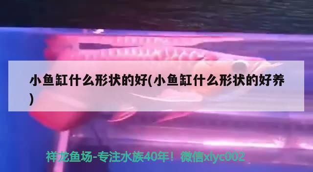 小魚缸什么形狀的好(小魚缸什么形狀的好養)