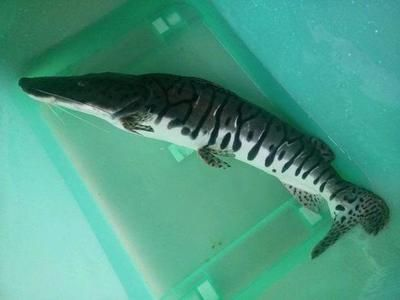 80魚缸養什么魚最好看：80厘米的魚缸適合養中小型熱帶魚這些魚不僅美觀而且易于飼養