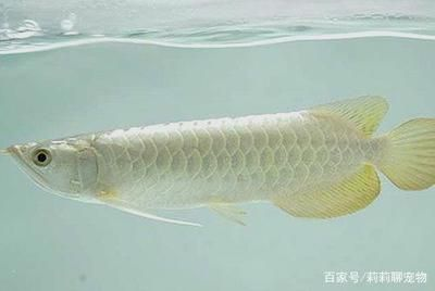 過背金龍魚用什么背景好看呢：背景選擇的重要性