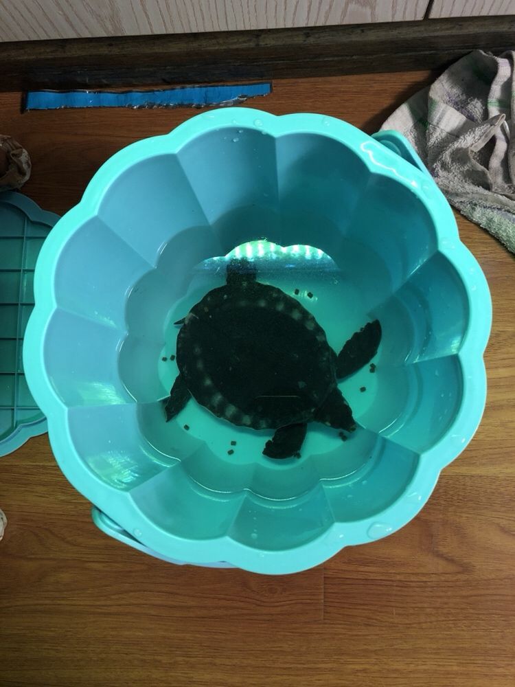 豬鼻龜攻擊小錦鯉錦鯉遍體鱗 豬鼻龜百科 第4張 豬鼻龜攻擊小錦鯉錦鯉遍體鱗 豬鼻龜攻擊小錦鯉錦鯉遍體鱗 豬鼻龜百科 第4張