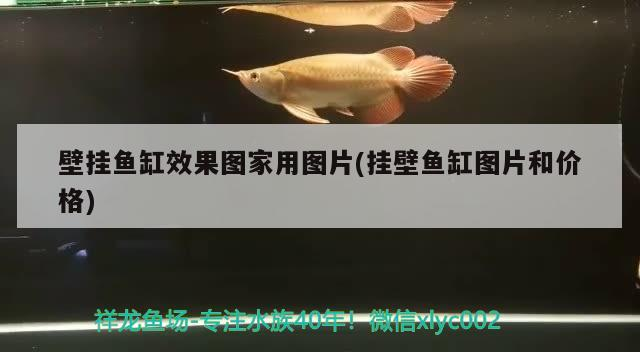 玻璃做魚缸怎么粘才牢固:如何自制玻璃魚缸 壁掛魚缸效果圖家用圖片(掛壁魚缸圖片和價格) 元寶鳳凰魚百科 壁掛魚缸效果圖家用圖片(掛壁魚缸圖片和價格) 壁掛魚缸效果圖家用圖片(掛壁魚缸圖片和價格) 元寶鳳凰魚百科