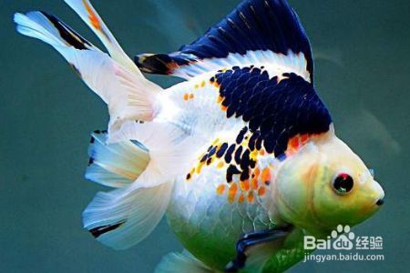 金龍魚燒尾了怎么辦小妙招：金龍魚常見疾病及防治方法