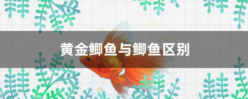 黃金鯽魚與鯽魚區別有哪些