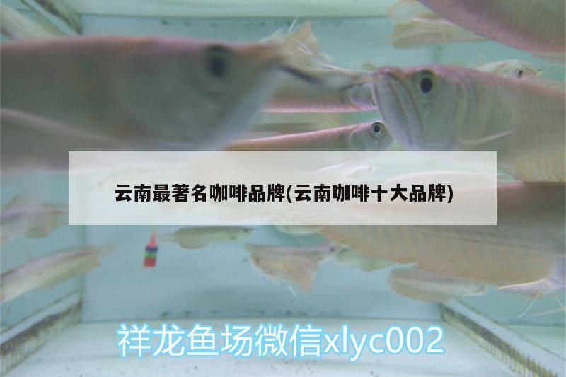 魚缸用增氧泵價格是多少:魚缸增氧機-xtrac增氧機-xtrac增氧機 云南最著名咖啡品牌(云南咖啡十大品牌) 馬來西亞咖啡 云南最著名咖啡品牌(云南咖啡十大品牌) 云南最著名咖啡品牌(云南咖啡十大品牌) 馬來西亞咖啡