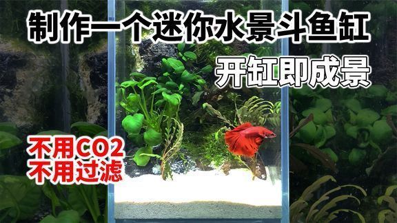 diy斗魚缸:diy斗魚缸的優點和缺點 魚缸百科 第1張 diy斗魚缸:diy斗魚缸的優點和缺點 diy斗魚缸:diy斗魚缸的優點和缺點 魚缸百科 第1張