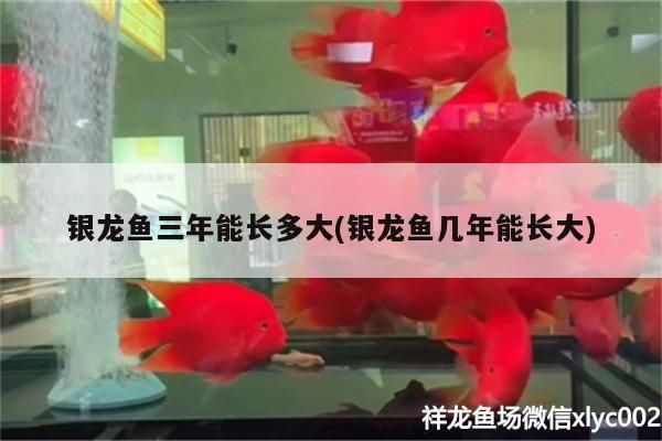 銀龍魚三年能長多大(銀龍魚幾年能長大) 銀龍魚三年能長多大(銀龍魚幾年能長大) 銀龍魚百科