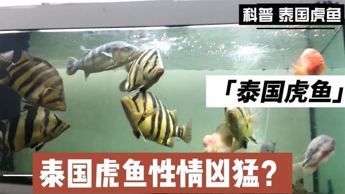 泰國虎魚雌雄辨別技巧，如何辨別泰國虎魚的公母