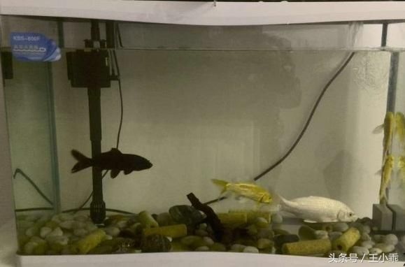 假山造景魚缸效果圖片（假山造景魚缸效果圖片大全）