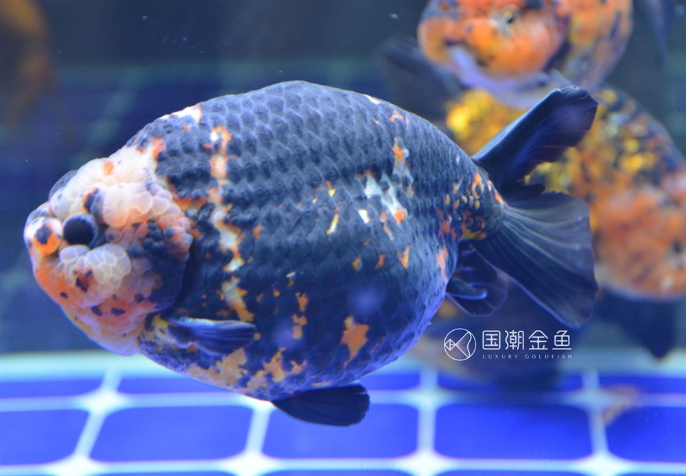 9升的魚缸養多少魚好看：9升魚缸養魚數量建議