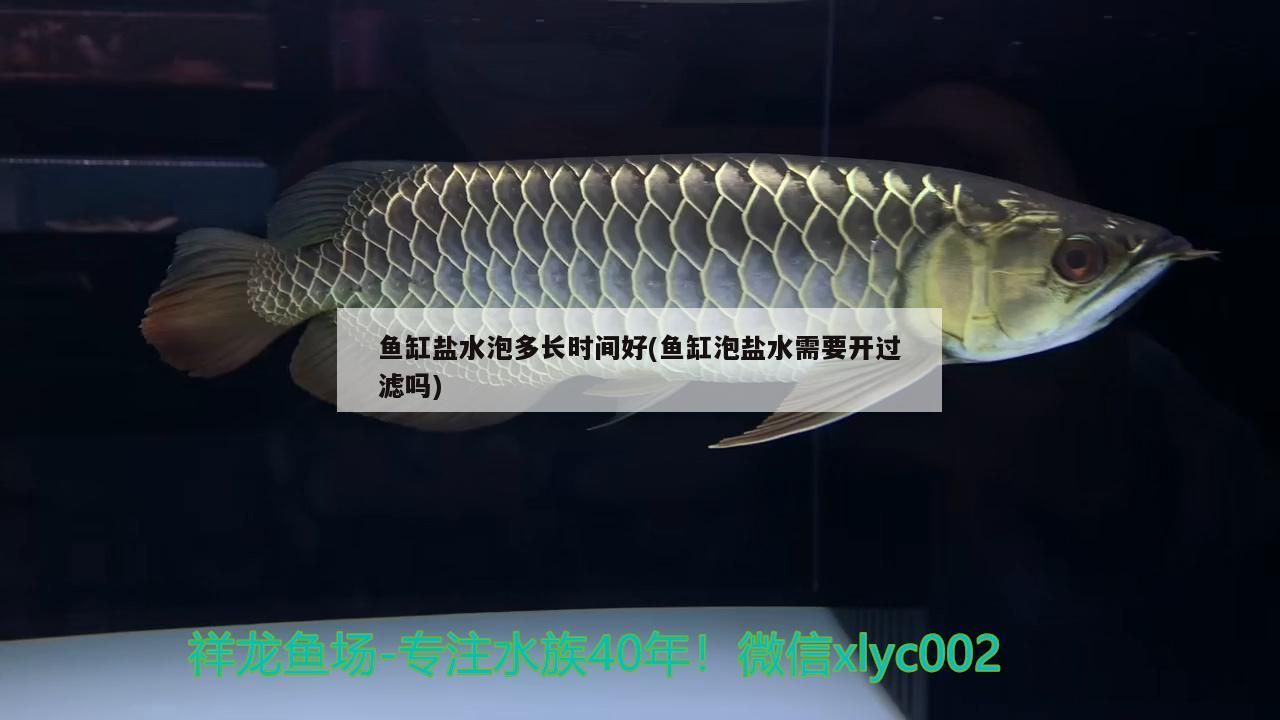 魚缸鹽水泡多長時間好(魚缸泡鹽水需要開過濾嗎) 魚缸鹽水泡多長時間好(魚缸泡鹽水需要開過濾嗎) 黃金貓魚百科