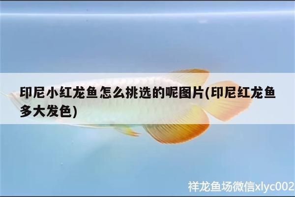 印尼小紅龍魚怎么挑選的呢圖片(印尼紅龍魚多大發(fā)色)