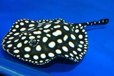 魟魚腹部發黑：金魚腹部發黑是怎么回事？