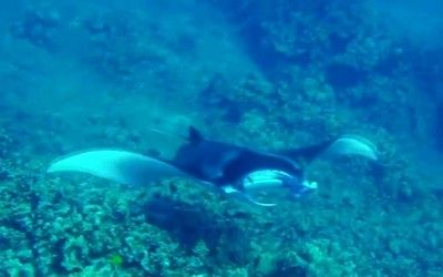魟魚拼音怎么打出來的：“魟魚”的拼音怎么打出來的“hongyu”