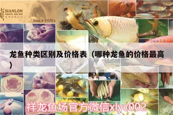 龍魚種類區別及價格表（哪種龍魚的價格最高） 龍魚種類區別及價格表（哪種龍魚的價格最高） 錦鯉魚百科