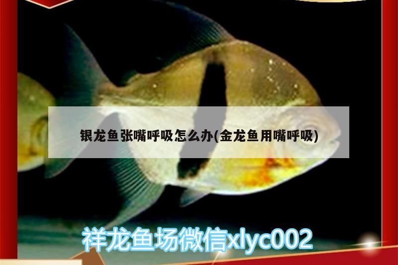 銀龍魚張嘴呼吸怎么辦(金龍魚用嘴呼吸) 銀龍魚張嘴呼吸怎么辦(金龍魚用嘴呼吸) 銀龍魚百科
