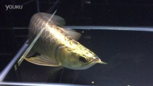 龍魚的飼養(yǎng)條件是什么vs祥龍魚場:祥龍魚場的評價如何 vs祥龍魚場 第1張 龍魚的飼養(yǎng)條件是什么vs祥龍魚場:祥龍魚場的評價如何 龍魚的飼養(yǎng)條件是什么vs祥龍魚場:祥龍魚場的評價如何 vs祥龍魚場 第1張