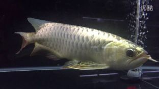 龍魚的飼養(yǎng)條件是什么vs祥龍魚場:祥龍魚場的評價如何 vs祥龍魚場 第5張 龍魚的飼養(yǎng)條件是什么vs祥龍魚場:祥龍魚場的評價如何 龍魚的飼養(yǎng)條件是什么vs祥龍魚場:祥龍魚場的評價如何 vs祥龍魚場 第5張