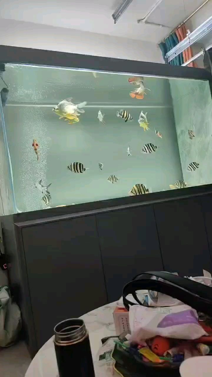 到底什么樣的虎魚才叫好看呢，如何挑選一條真正好看的虎魚？ 到底什么樣的虎魚才叫好看呢，如何挑選一條真正好看的虎魚？ 龍魚論壇