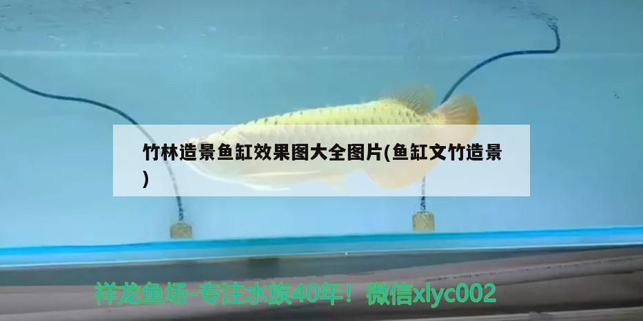 竹林造景魚缸效果圖大全圖片(魚缸文竹造景)竹林魚缸造景效果圖大全，文竹與魚缸的絕美搭配