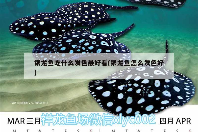 銀龍魚吃什么發(fā)色最好看(銀龍魚怎么發(fā)色好)