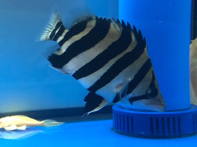 50公分的虎魚需要多少年才能長大：50公分的虎魚需要多久才能長大