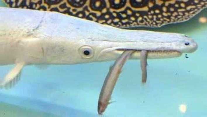 50公分的虎魚需要多少年才能長大：50公分的虎魚需要多久才能長大