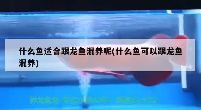 龍魚打傷喂點什么食物好得快vs祥龍魚場：祥龍魚受傷后如何處理傷口愈合的食物是非常有益的