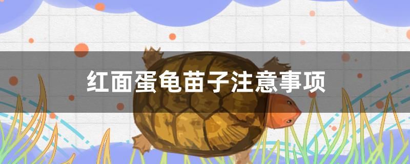 養(yǎng)紅面蛋龜苗子有哪些注意事項(xiàng) 養(yǎng)紅面蛋龜苗子有哪些注意事項(xiàng) 九鼎魚(yú)缸