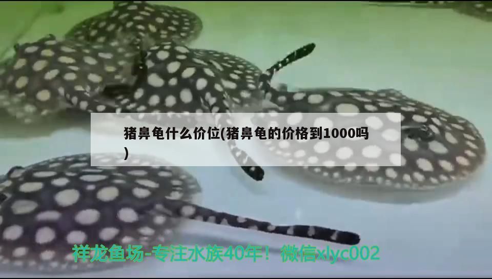 豬鼻龜什么價位(豬鼻龜的價格到1000嗎)