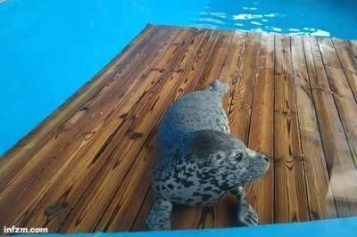 水族館的工作人員是做什么的:水族館工作人員主要負(fù)責(zé)照顧和保護(hù)展示在水中的海洋生物 水族館百科(水族館加盟) 第2張 水族館的工作人員是做什么的:水族館工作人員主要負(fù)責(zé)照顧和保護(hù)展示在水中的海洋生物 水族館的工作人員是做什么的:水族館工作人員主要負(fù)責(zé)照顧和保護(hù)展示在水中的海洋生物 水族館百科(水族館加盟) 第2張