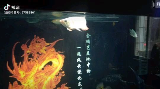 比較高的魚缸適合養什么魚 比較高的魚缸適合養什么魚呢 比較高的魚缸適合養什么魚 比較高的魚缸適合養什么魚呢 可麗愛魚缸 第1張