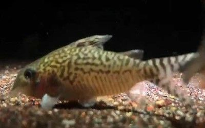 博特水泵吸魚問題怎么解決：博特水泵吸魚問題怎么解決博特水泵吸魚問題的解決方案 博特水泵吸魚問題怎么解決：博特水泵吸魚問題怎么解決博特水泵吸魚問題的解決方案 博特水族 第3張