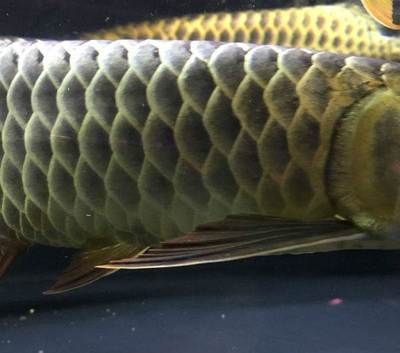 龍魚(yú)鱗片有縫隙能吃食嗎vs祥龍魚(yú)場(chǎng)：龍魚(yú)鱗片有縫隙能吃食嗎 龍魚(yú)鱗片有縫隙能吃食嗎vs祥龍魚(yú)場(chǎng)：龍魚(yú)鱗片有縫隙能吃食嗎 vs祥龍魚(yú)場(chǎng) 第3張
