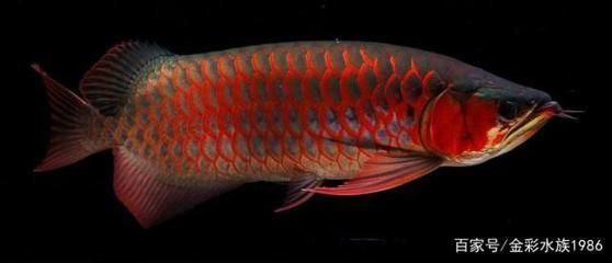 龍魚缸水深多少合適vs祥龍魚場：祥龍魚場龍魚缸水深多少合適