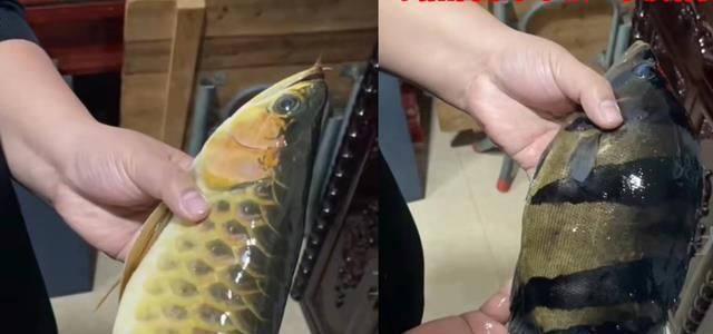 金龍魚換水前后行為對比：金龍魚在更換水體前后的行為變化引起了廣泛關(guān)注