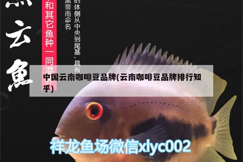 中國云南咖啡豆品牌(云南咖啡豆品牌排行知乎)