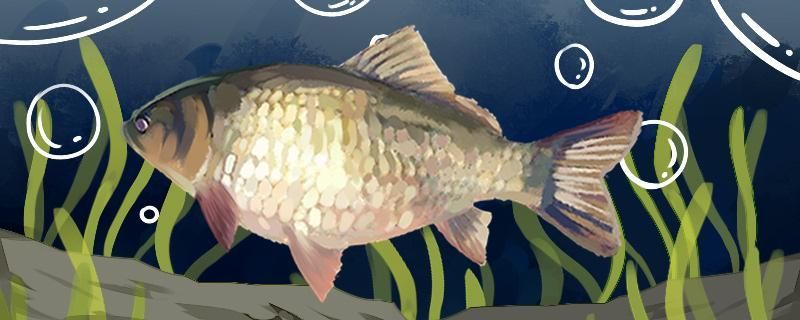 秋季釣鯽魚釣底還是釣浮用什么餌料 秋季釣鯽魚釣底還是釣浮用什么餌料 九鼎魚缸