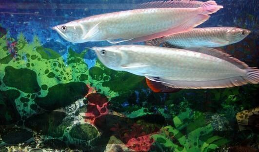 防止龍魚打架的辦法vs祥龍魚場：如何防止龍魚打架