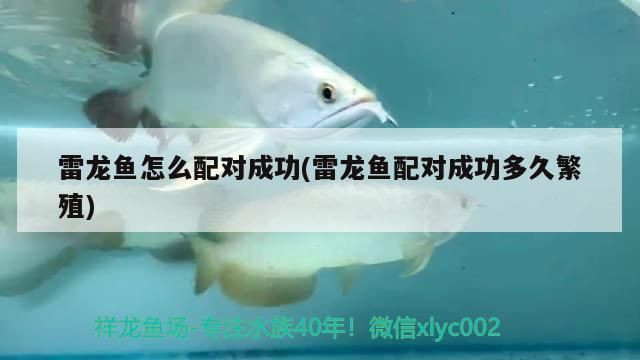 雷龍魚怎么配對成功(雷龍魚配對成功多久繁殖) 錦鯉魚百科 雷龍魚怎么配對成功(雷龍魚配對成功多久繁殖) 雷龍魚怎么配對成功(雷龍魚配對成功多久繁殖) 錦鯉魚百科