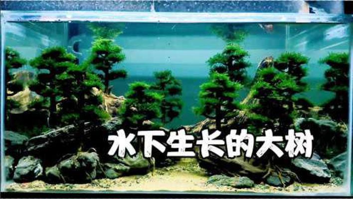60公分魚缸造景效果圖視頻講解：60公分魚缸造景基本思路
