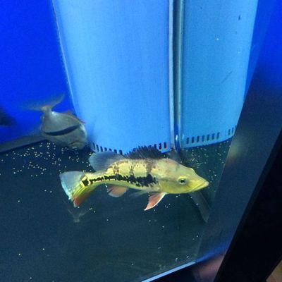 虎魚不吃食是什么原因引起的：虎魚不吃食可能由多種原因引起，虎魚不吃食是什么原因引起的 虎魚不吃食是什么原因引起的：虎魚不吃食可能由多種原因引起，虎魚不吃食是什么原因引起的 虎魚百科 第3張