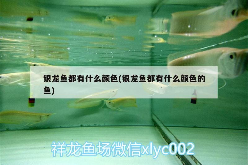 金龍魚 銀龍魚都有什么顏色(銀龍魚都有什么顏色的魚) 銀龍魚百科 銀龍魚都有什么顏色(銀龍魚都有什么顏色的魚) 銀龍魚都有什么顏色(銀龍魚都有什么顏色的魚) 銀龍魚百科