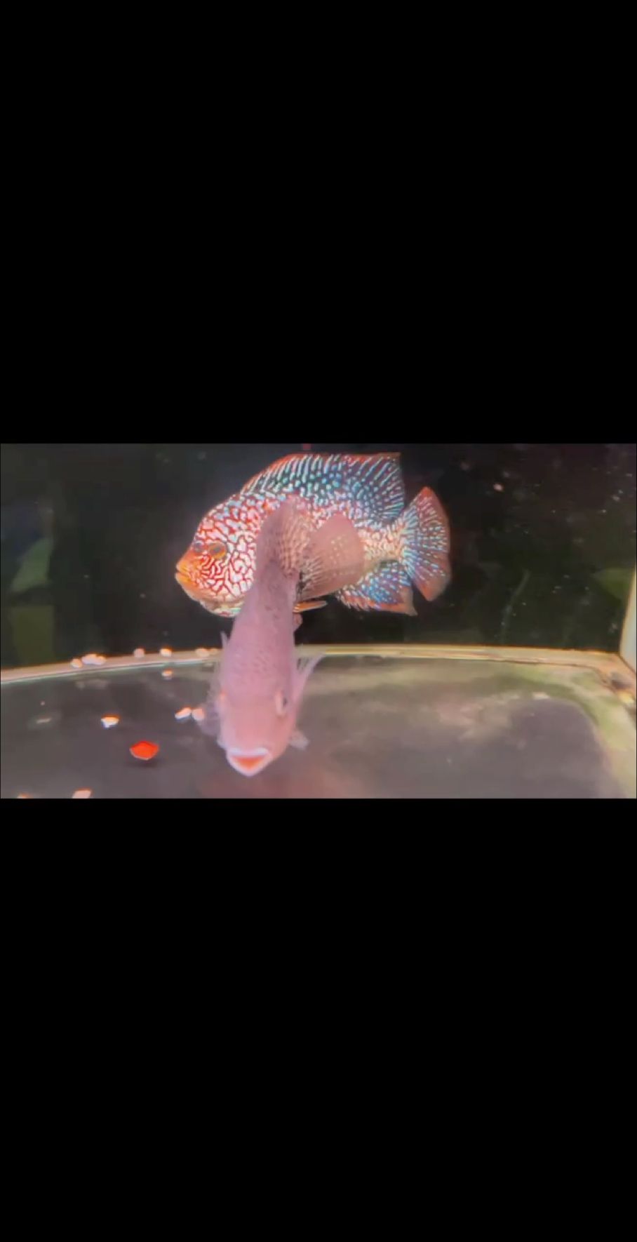 老版紅德薩公配古典母 成功出魚