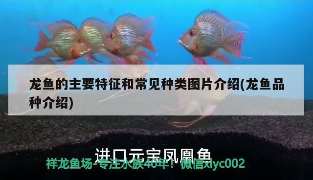 龍魚做掉眼手術(shù)難嗎（金龍魚掉眼怎么防治）