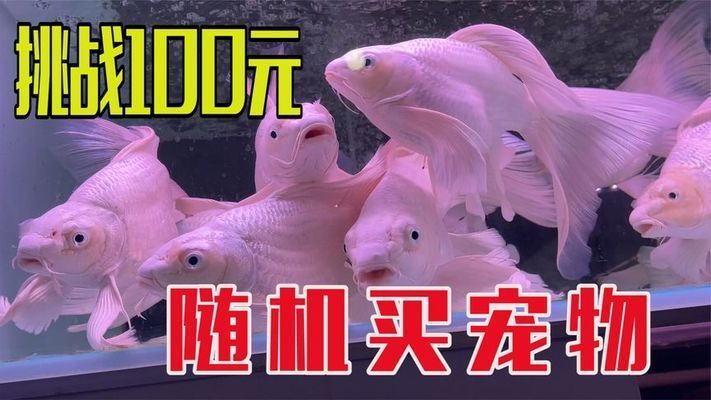 水族館買魚嗎：水族館購買紅龍魚注意事項(xiàng)