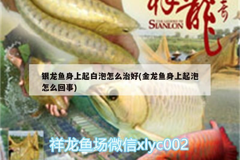 龍魚怕什么 銀龍魚身上起白泡怎么治好(金龍魚身上起泡怎么回事) 銀龍魚百科 銀龍魚身上起白泡怎么治好(金龍魚身上起泡怎么回事) 銀龍魚身上起白泡怎么治好(金龍魚身上起泡怎么回事) 銀龍魚百科