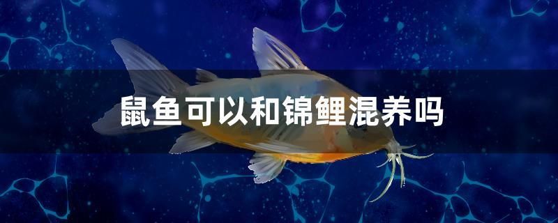 鼠魚可以和錦鯉混養嗎