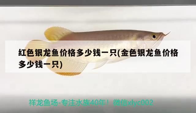 老魚匠變頻加熱棒顯示離水怎么處理?(老漁匠加熱棒離水故障) 老魚匠變頻加熱棒顯示離水怎么處理?(老漁匠加熱棒離水故障) 老魚匠 第1張