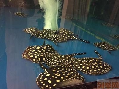皇冠黑白魟魚多大：皇冠黑白魟魚的大小